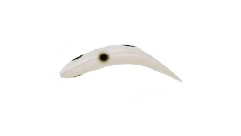 Worden's Flatfish F6 - LBLS